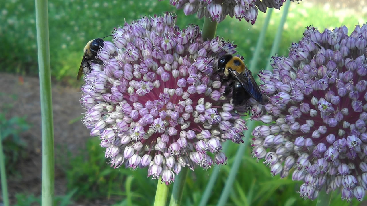 happy bees