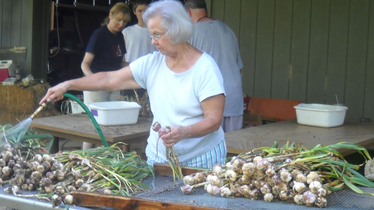 cleaning the garlic