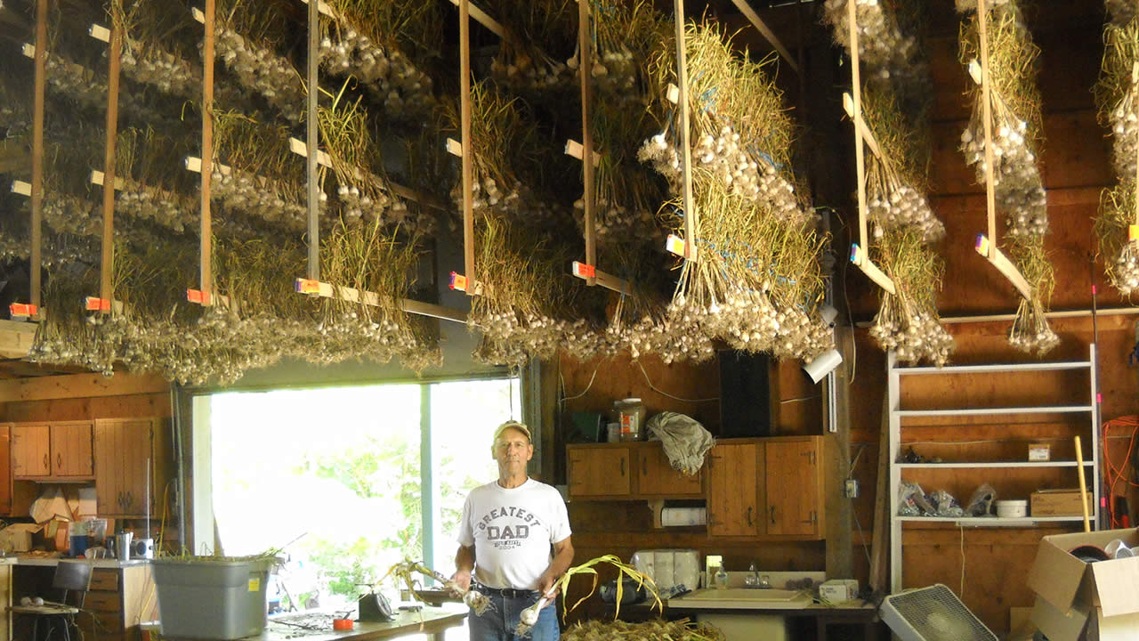 garlic hanging from rafters in barn