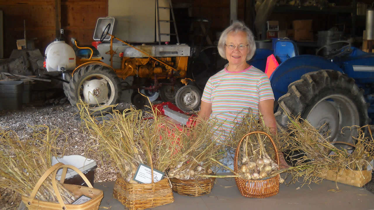 preparing garlic
