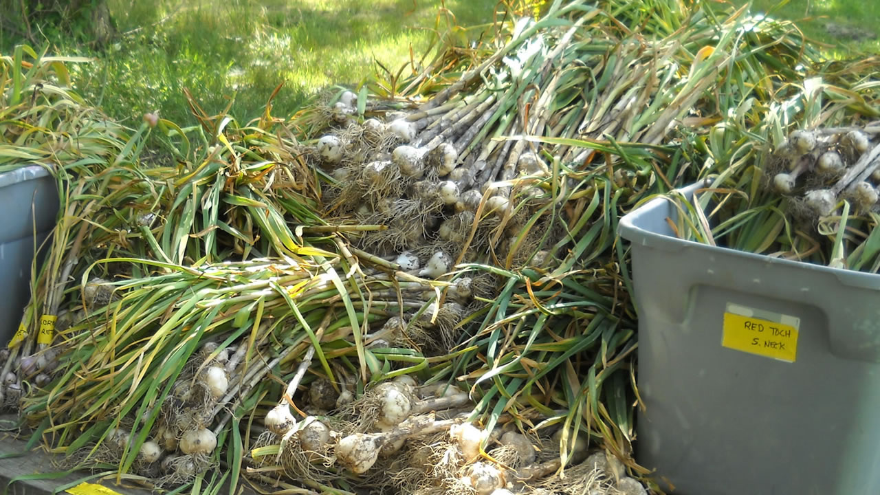 bulbs of garlic