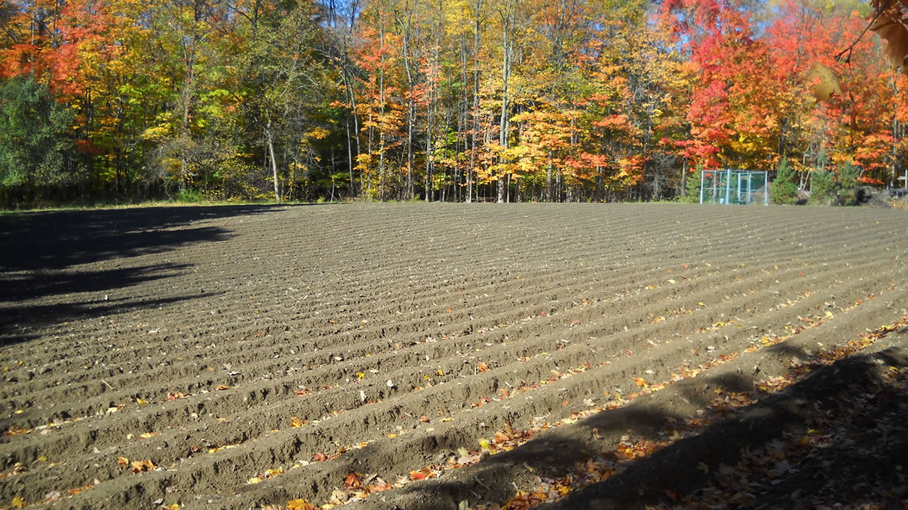 garlic field in Hudson, Ohio