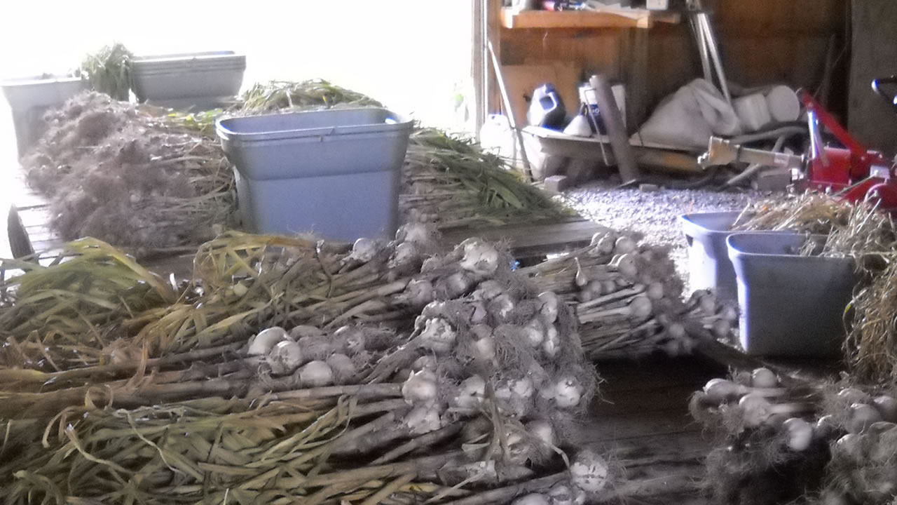bulbs of garlic