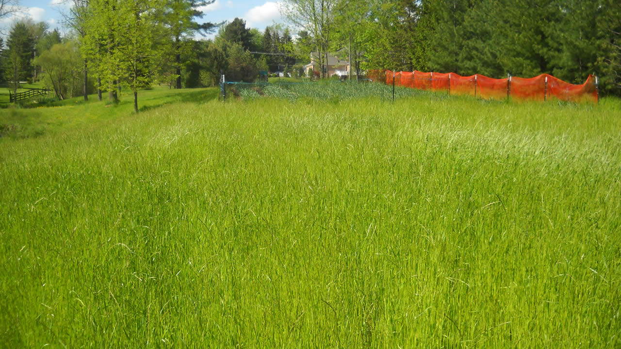 green field