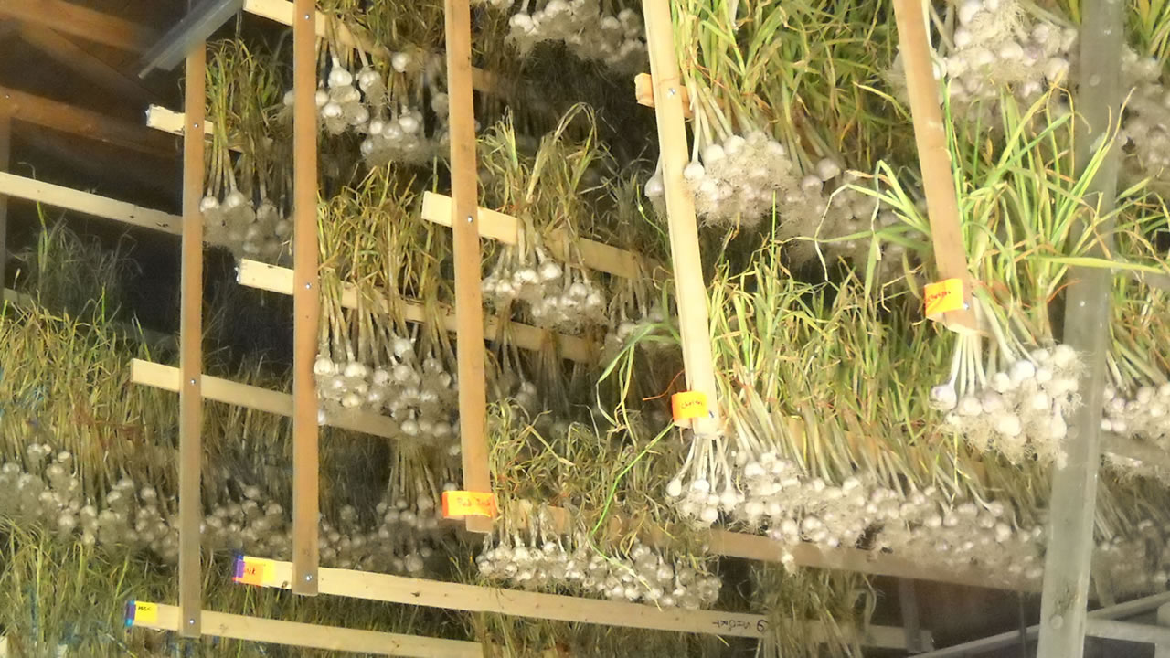 hanging garlic