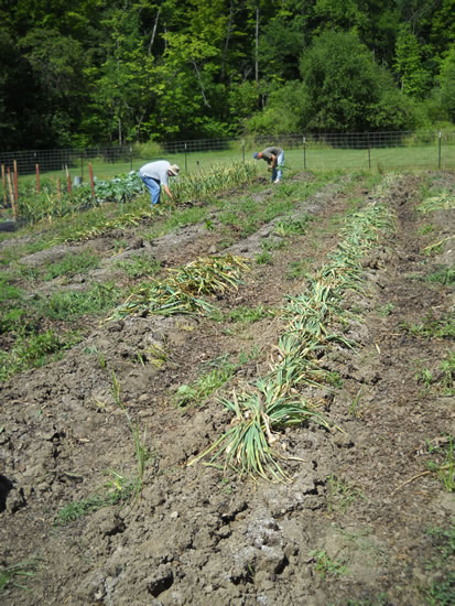 harvest in progress