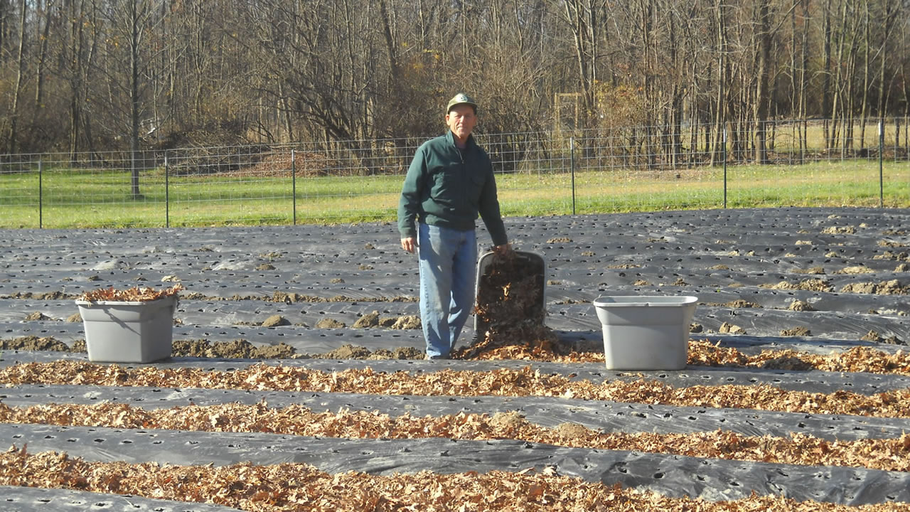 mulching