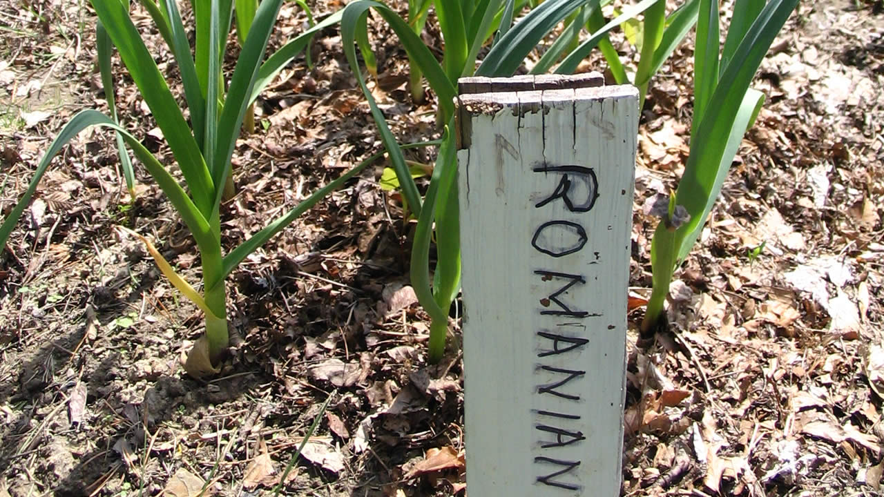 romanian garlic