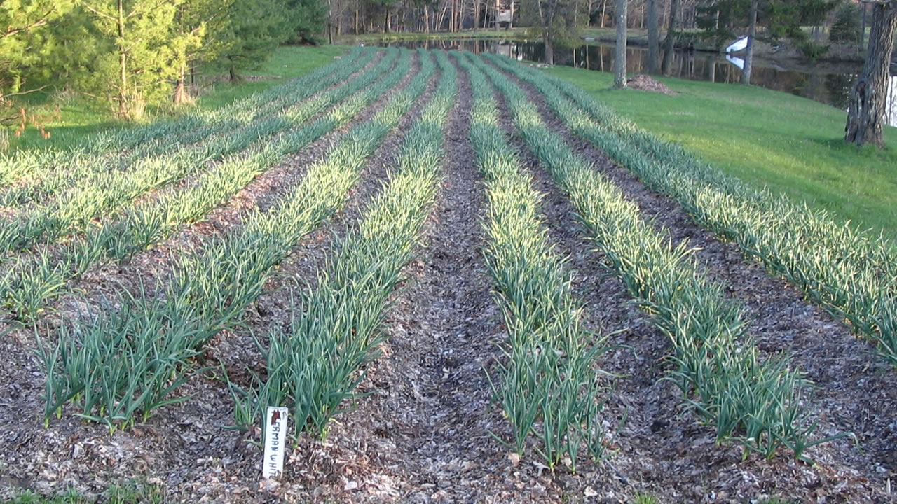 tidy rows