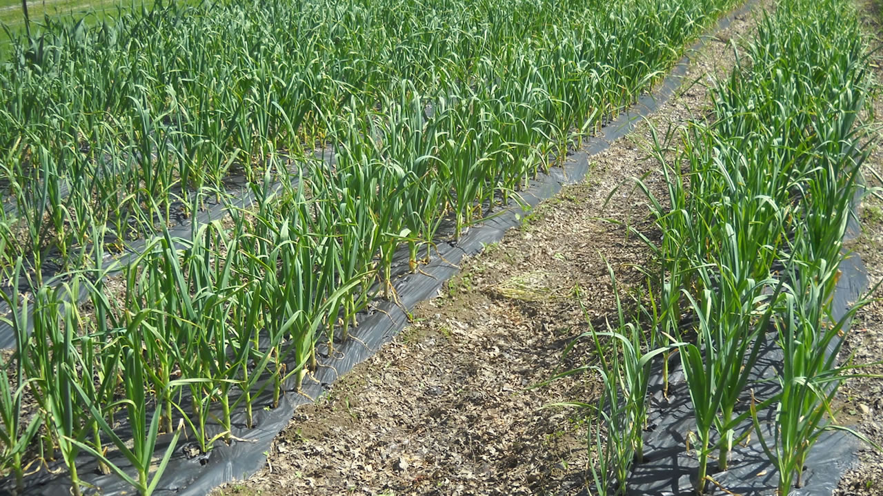row of sprouts