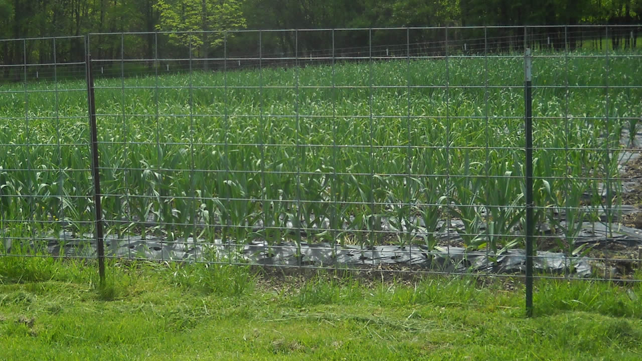 fenced in field