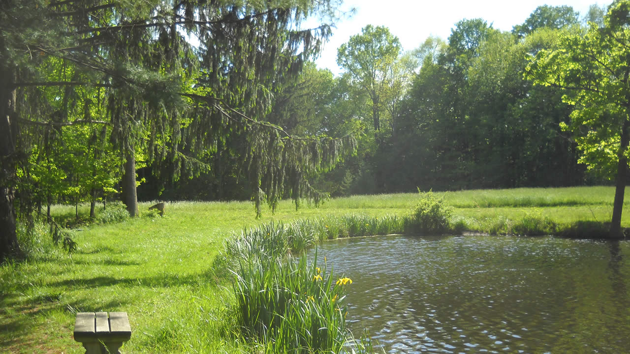 summer lake view